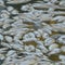 Toxic algae killing sharks, rays, crabs: "Like a horror movie for fish"