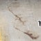 Rare clue at Minneapolis crime scene points to a barefoot killer