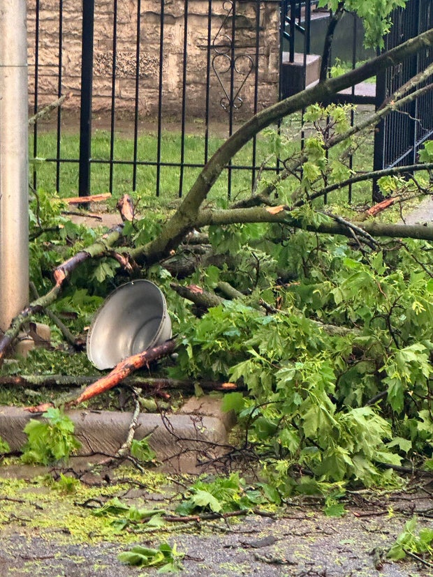 rogers-park-downed-tree-2.jpg 
