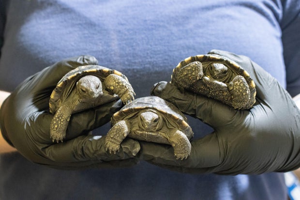 A person wearing rubber gloves holds the three tortoises in two hands, the tortoises are about the size of a tennis ball 