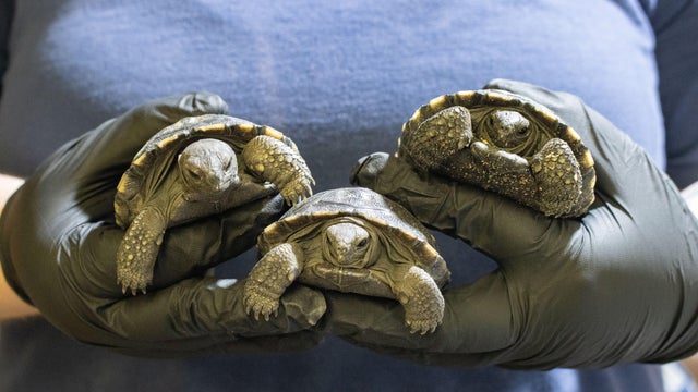 A person wearing rubber gloves holds the three tortoises in two hands, the tortoises are about the size of a tennis ball 