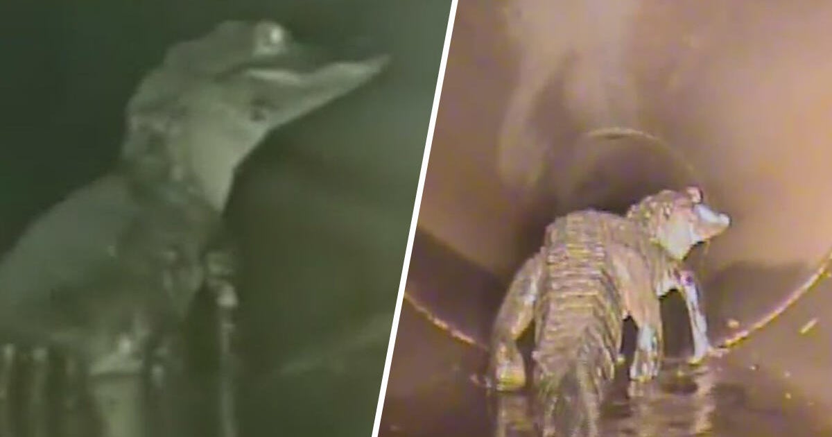 Viral video captures moment Florida crews find 5-foot alligator “just chillin'” in storm pipe