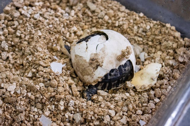 A baby tortoise is starting to come out of his shell at the Philadelphia Zoo, the egg is cracked and one leg is starting to poke out 