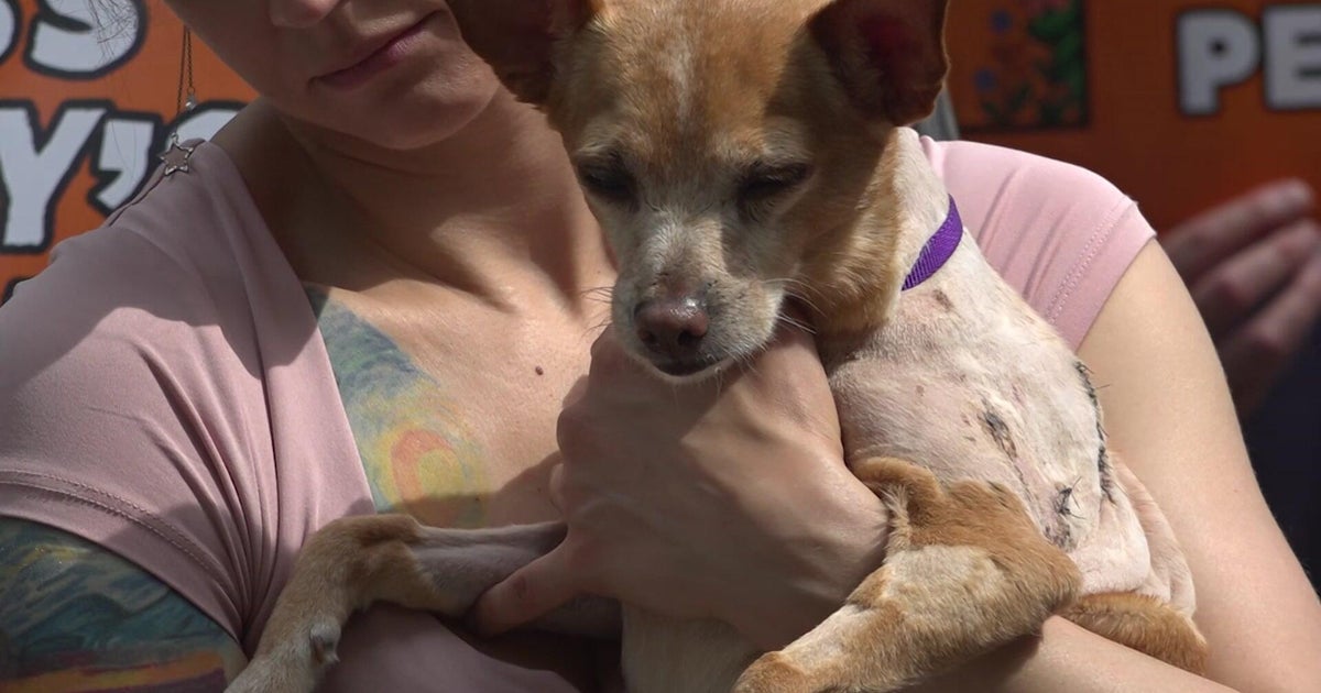 States Advance Animal Welfare and Accountability Laws