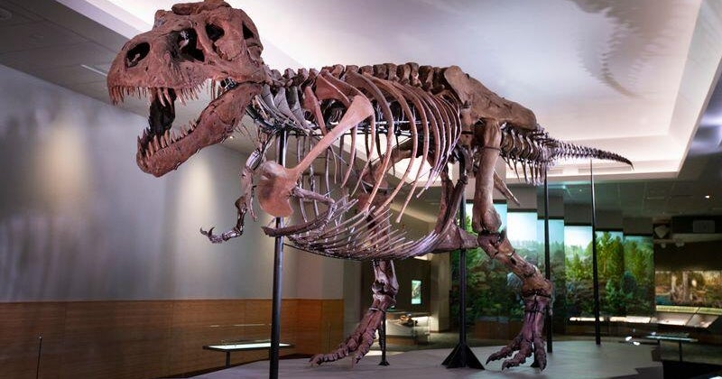 Field Museum Marks 25 Years of SUE T. Rex with Chicago Events