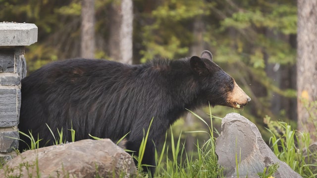 Black Bear. Alberta, Canada 