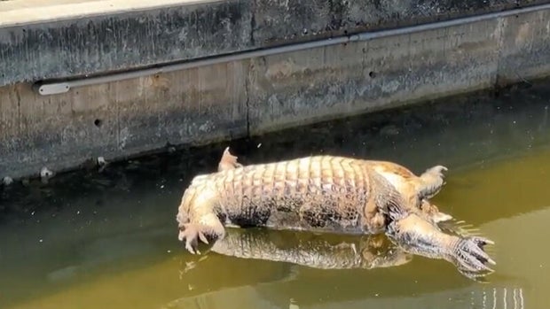 headless-alligator-copy.jpg 
