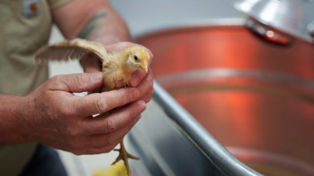 Abandoned Chicks 