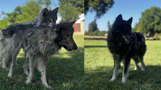dogs.jpg 