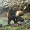 Caught on camera: Monkeys kidnap babies of another species