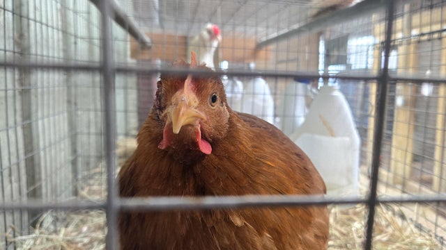 US-HEALTH-VIRUS-BIRD-FLU-EGGS 
