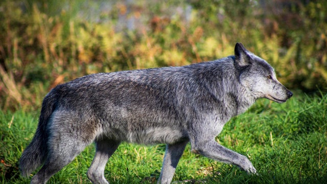 Side view of gray wolf standing on field 