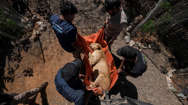 Mexico Violence Animal Refuge Photo Gallery 