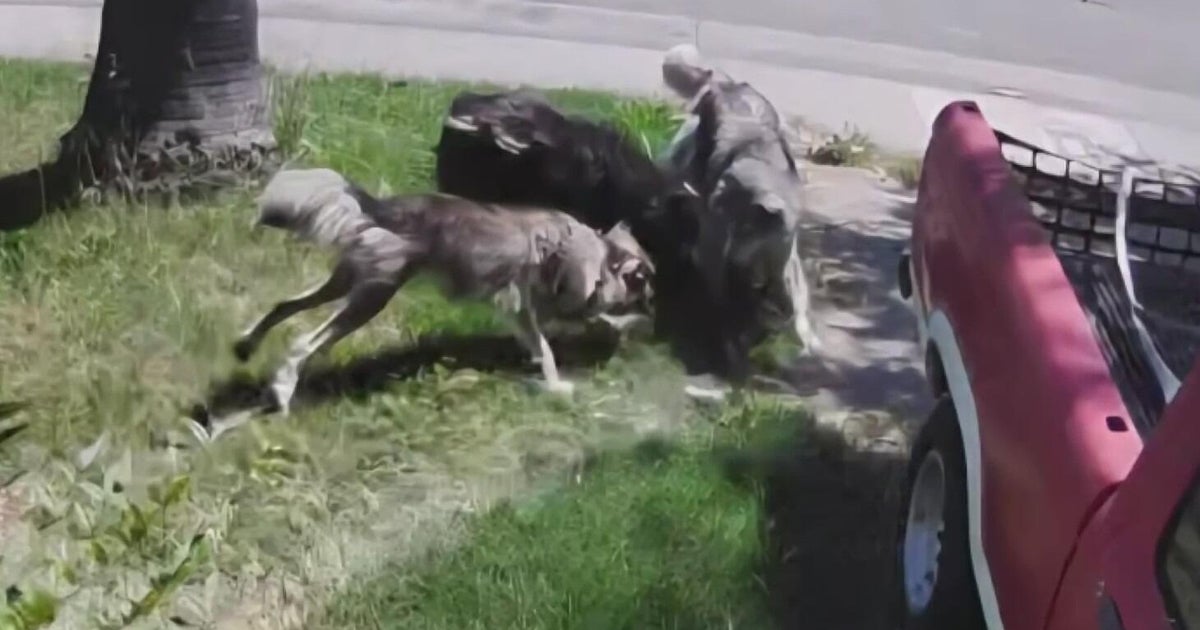 An owner’s pack of dogs is harming animals in south Natomas for second time this year