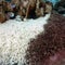 Ecologist warns sudden coral bleaching is "like pulling the plug on a TV"