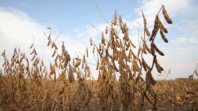 U.S. Farm Earnings Drop 14.6 Percent In Third Quarter AFter A Decline In Output 