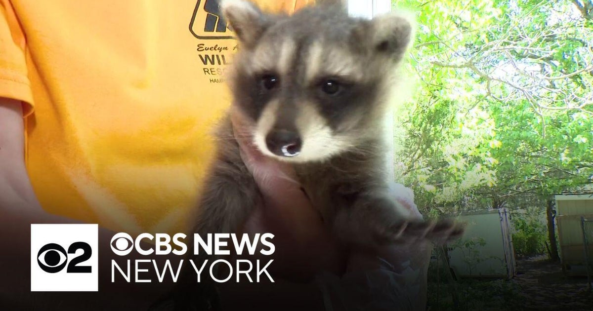 The rise in rabies cases on Long Island - CBS New York