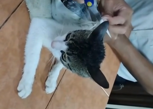 NARCO-CAT-SCRENSHOT-2025-05-21-064110.png 
