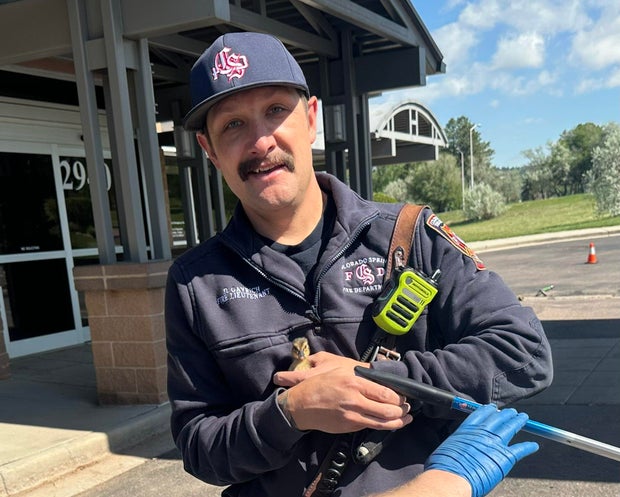 colorado-springs-duck-rescue.jpg 
