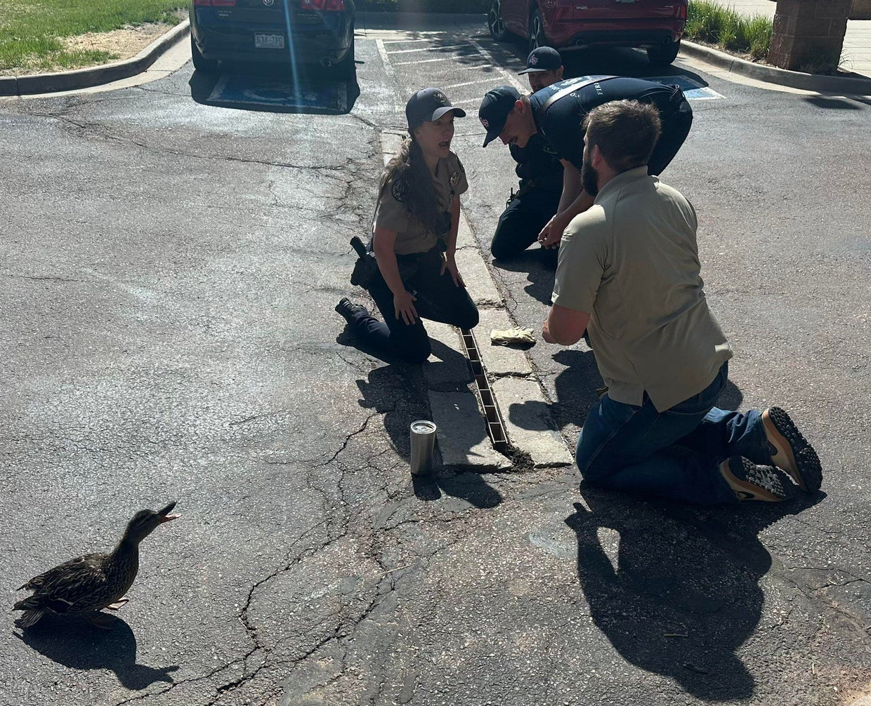 Ducklings rescued from storm drain in Colorado Springs - CBS Colorado