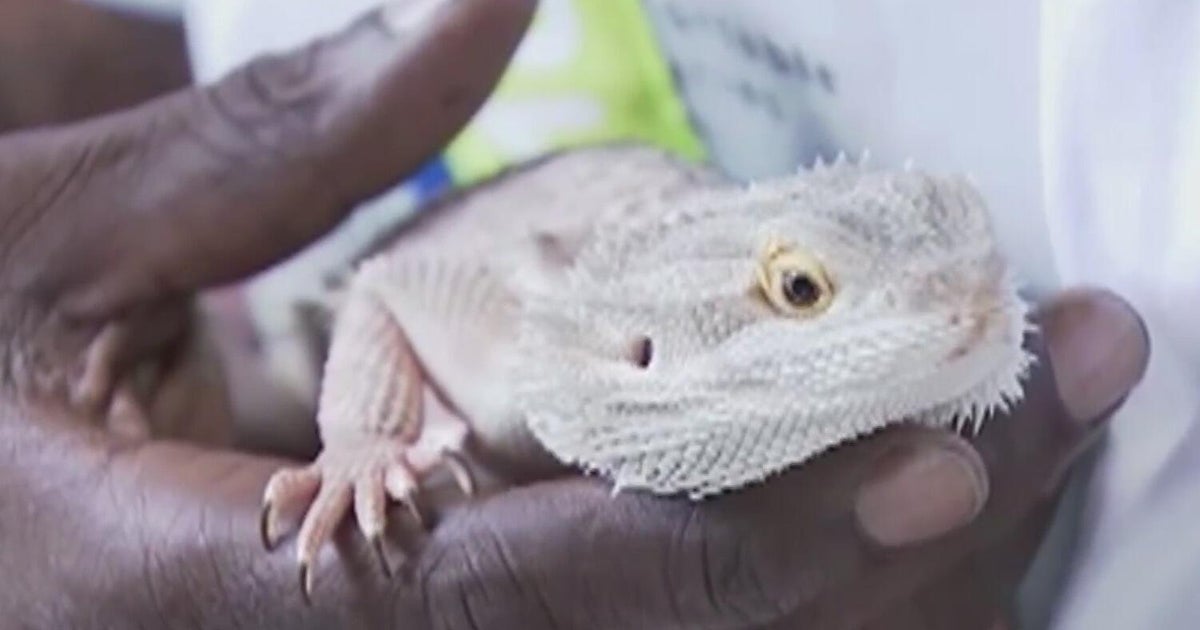 Man says pet lizard saved his life - CBS Detroit