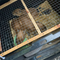 Police chase ends with seizure of 5 huge swimming rodents, drugs