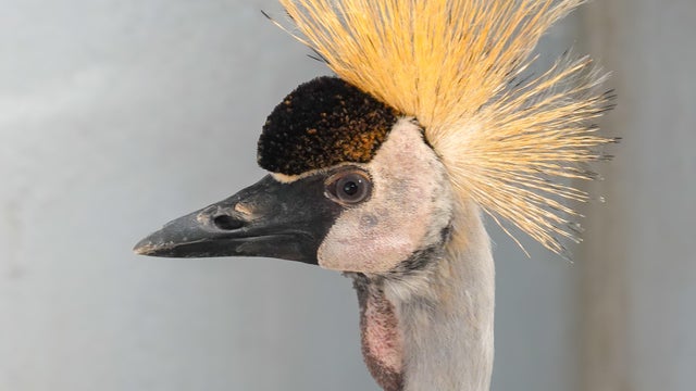 A grey crowned crane (Balearica regulorum), also known as 