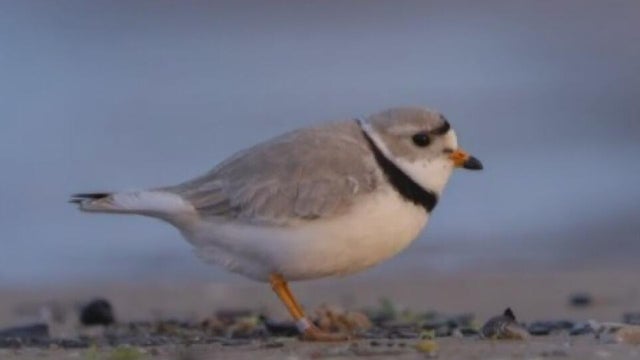 piping plover 