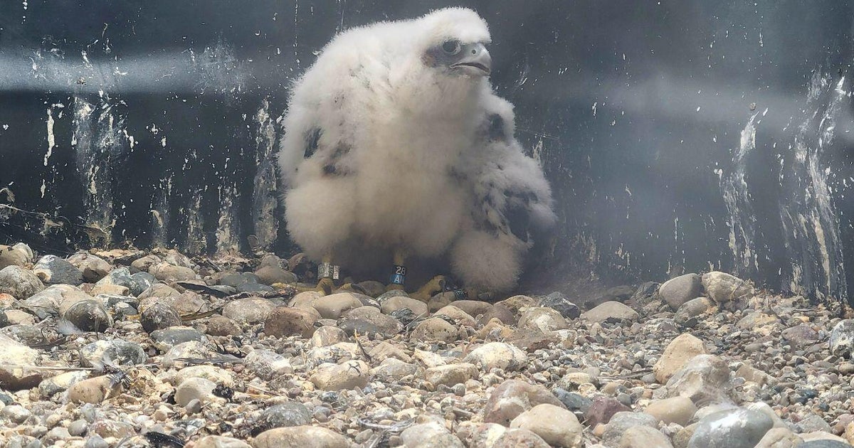 Macomb County Bands Three Peregrine Falcon Chicks in Mount Clemens