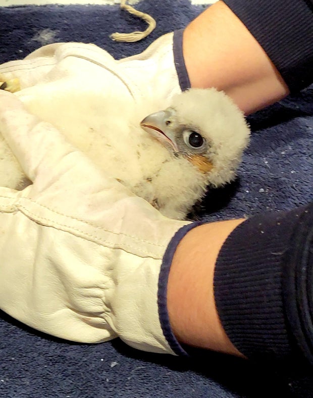 banding-baby-bird.jpg 