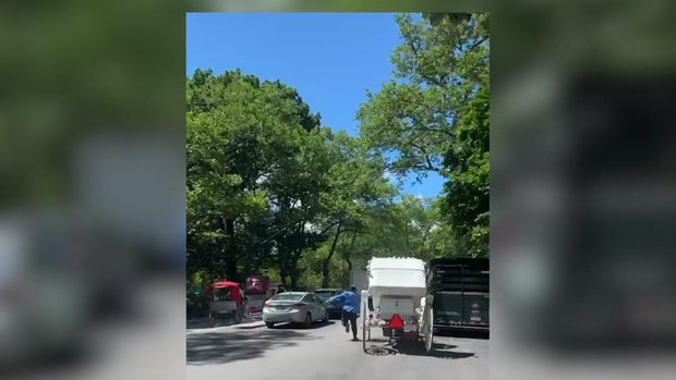 Two horses pull empty carriages down a Central Park street. A man runs alongside one carriage. 