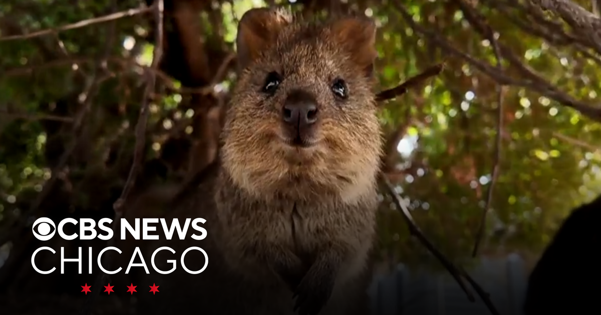 How Australia's happy, viral quokkas are funding their own conservation ...