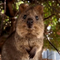 Meet the quokkas, Australia's happy and viral sensations