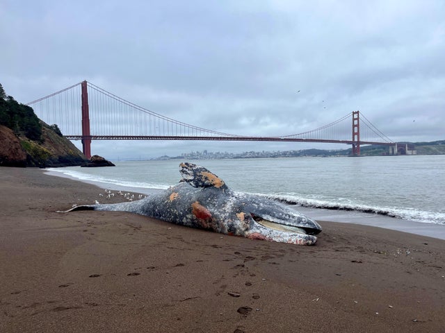 Gray whale in Kirby Cove 