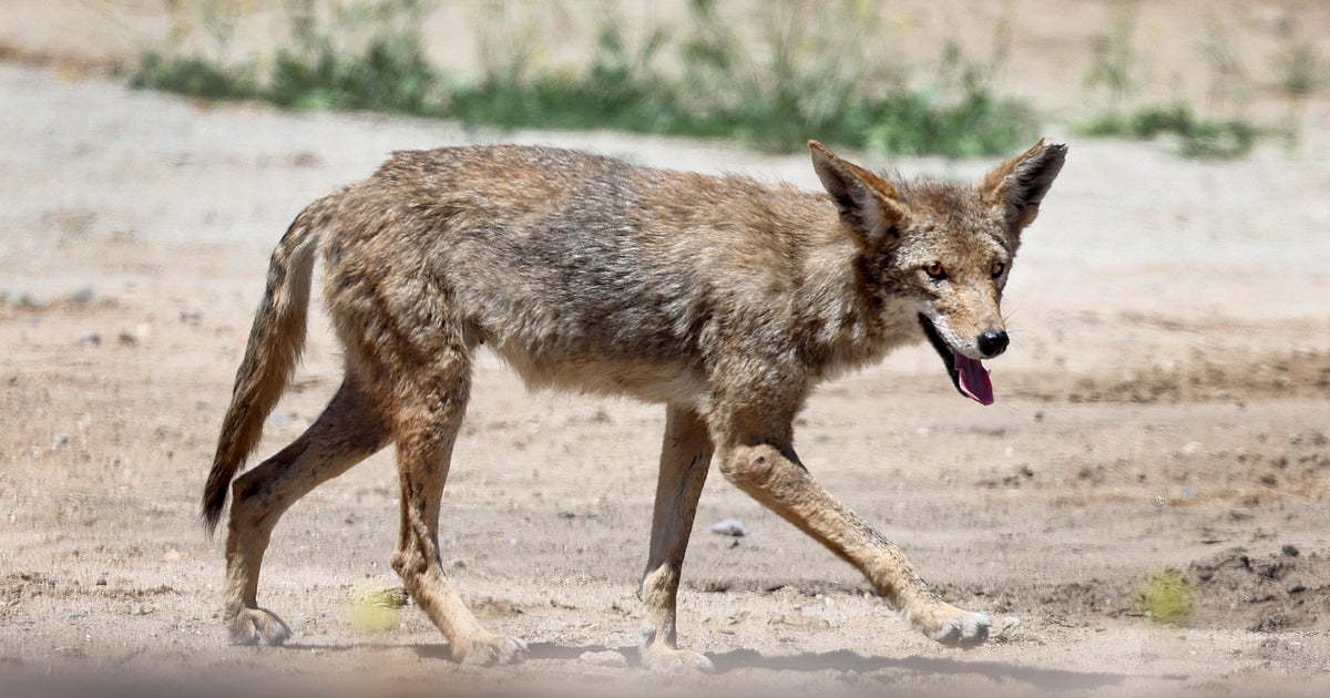 Three Coyotes Removed After 8-Year-Old Attacked in Frisco Neighborhood