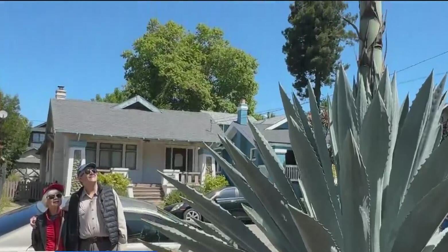 Agave at Oakland neighborhood stands at 27 feet as it undergoes