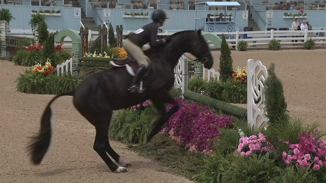 Rider and horse are about to jump over a barrier at the Devon Horse Show 