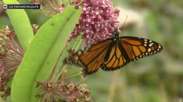 monarch-butterflies-0528.png 