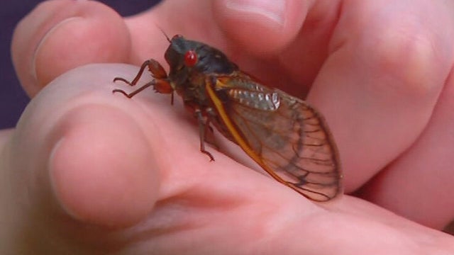 Cicada 