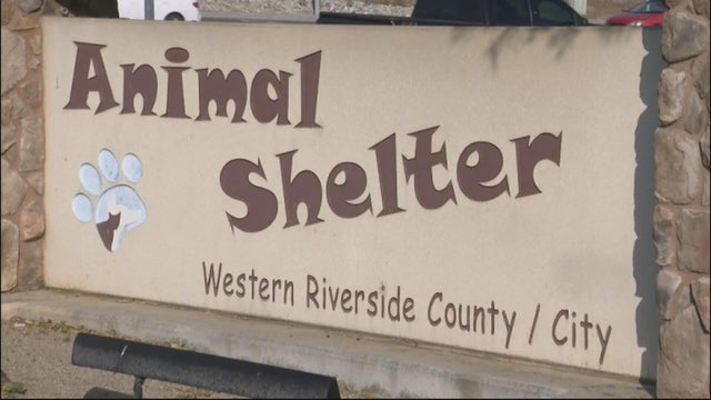 rivco-animal-shelter.jpg 