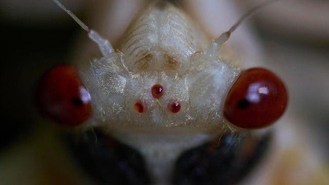 APTOPIX Cicada Invasion Photo Gallery 