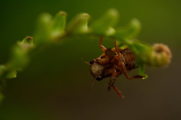 Cicada Invasion Photo Gallery 