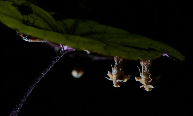 Cicada Invasion Photo Gallery 