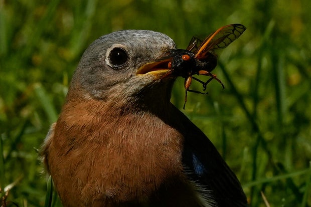 Cicada Invasion Photo Gallery 