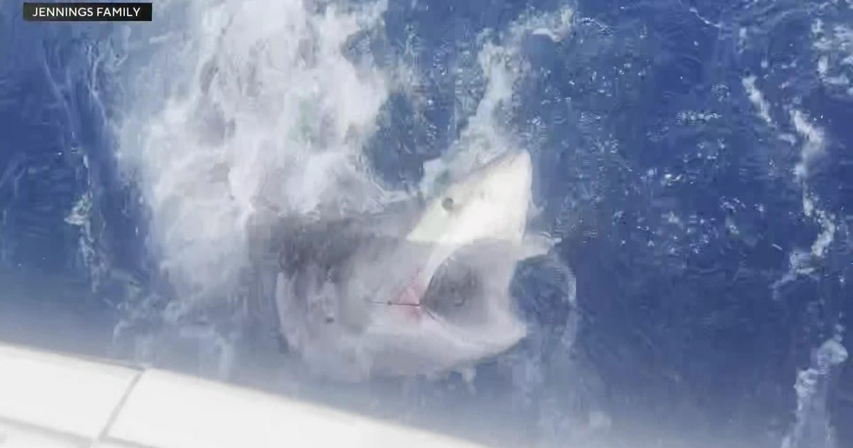 Family reels in 800-pound great white shark off Fort Lauderdale coast Family reels in 800-pound great white shark off Fort Lauderdale coast