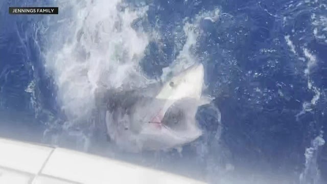 1700-ted-ftl-shark-pkg-5-30-2025.jpg 