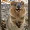 Social media fame fuels conservation efforts for Australia's quokkas