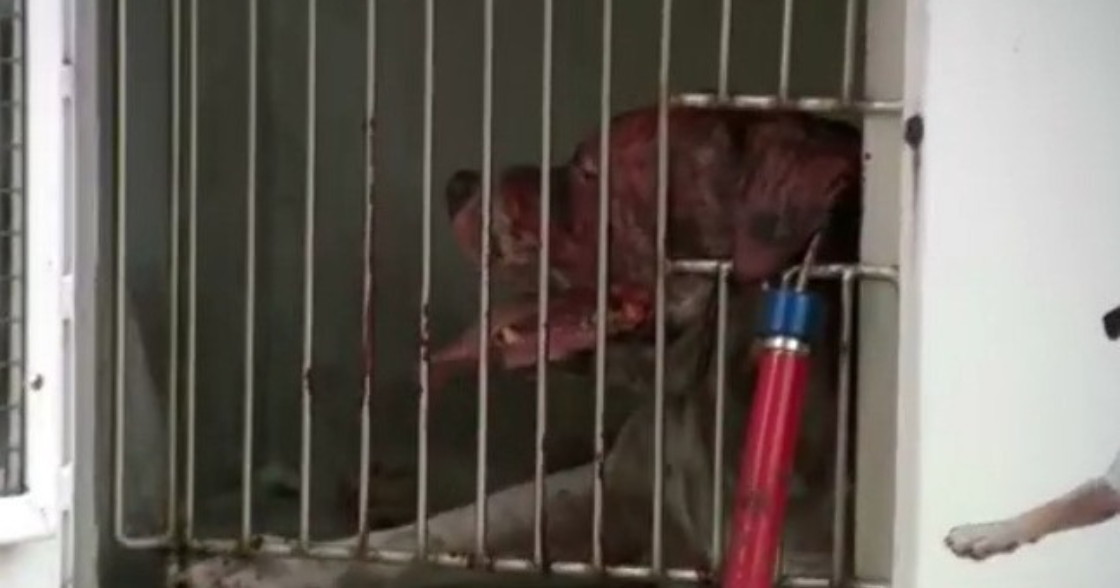 911 call released after Broward Animal Control worker seriously injured by dog 911 call released after Broward Animal Control worker seriously injured by dog