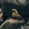 Nature: Fur seals in New Zealand