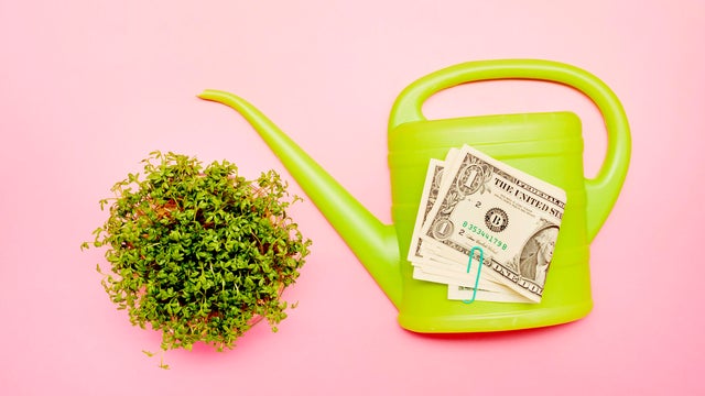 High angle view of cress, green watering can and American Dollar banknotes on pink background 